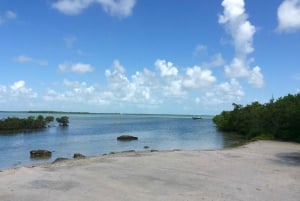 Oahu: Vandretur til Manoa Falls og stranddag på østsiden