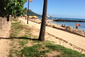 Oahu: Vandretur til Manoa Falls og stranddag på østsiden