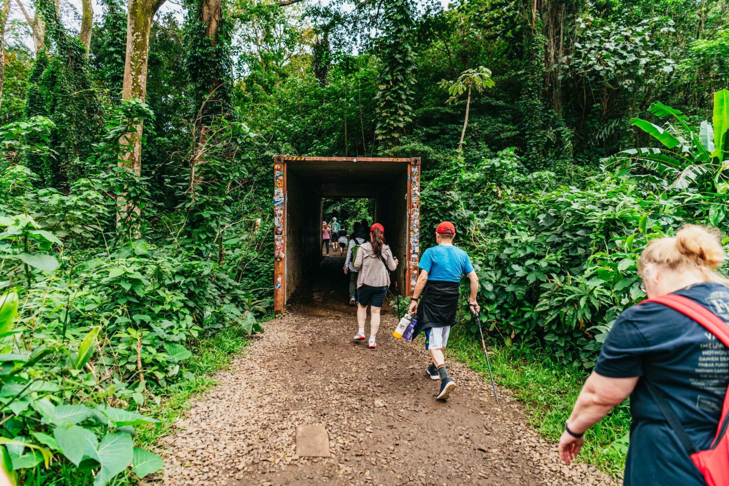 Oahu : Randonnée aux chutes d'eau de Manoa Falls avec déjeuner et transferts