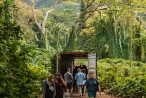 Oahu: Hike to the Manoa Falls Waterfall with Lunch