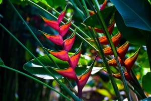 Oahu: Excursión a la cascada Manoa Falls con almuerzo