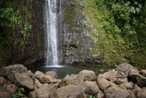 Oahu: Hike to the Manoa Falls Waterfall with Lunch