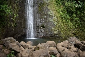 Oahu: Excursión a la cascada Manoa Falls con almuerzo