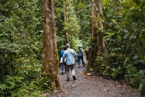 Oahu: Wanderung zum Manoa Falls Wasserfall mit Mittagessen