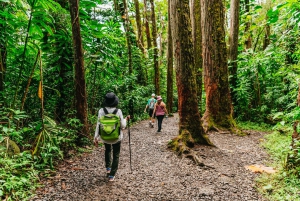 Oahu : Randonnée aux chutes d'eau de Manoa Falls avec déjeuner et transferts