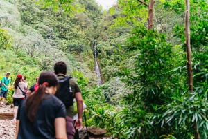 Oahu : Randonnée aux chutes d'eau de Manoa Falls avec déjeuner et transferts
