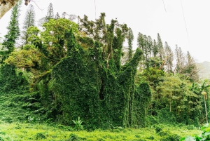 Oahu : Randonnée aux chutes d'eau de Manoa Falls avec déjeuner et transferts