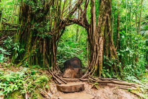 Oahu : Randonnée aux chutes d'eau de Manoa Falls avec déjeuner et transferts