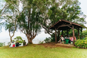 Oahu : Randonnée aux chutes d'eau de Manoa Falls avec déjeuner et transferts
