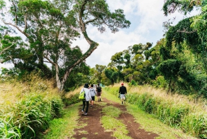 Oahu : Randonnée aux chutes d'eau de Manoa Falls avec déjeuner et transferts