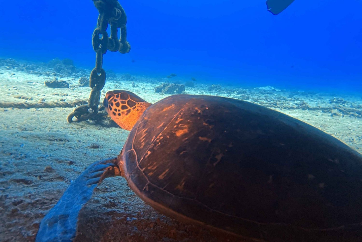 Natdykning i Oahu: Eventyr for certificerede dykkere