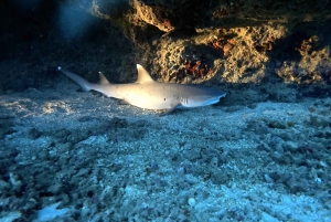 Oahu Night Dive: Adventure for Certified Divers