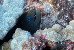Oahu Night Dive: Adventure for Certified Divers