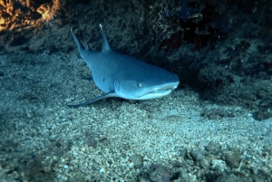 Oahu Night Dive: Adventure for Certified Divers