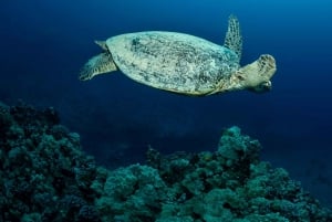 Oahu Night Dive: przygoda dla certyfikowanych nurków