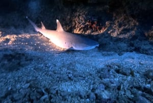 Plongée de nuit à Oahu : Aventure pour les plongeurs certifiés