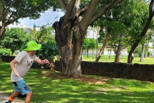 Oahu: Nordkyststrender, skilpadder og Dole Plantation-tur