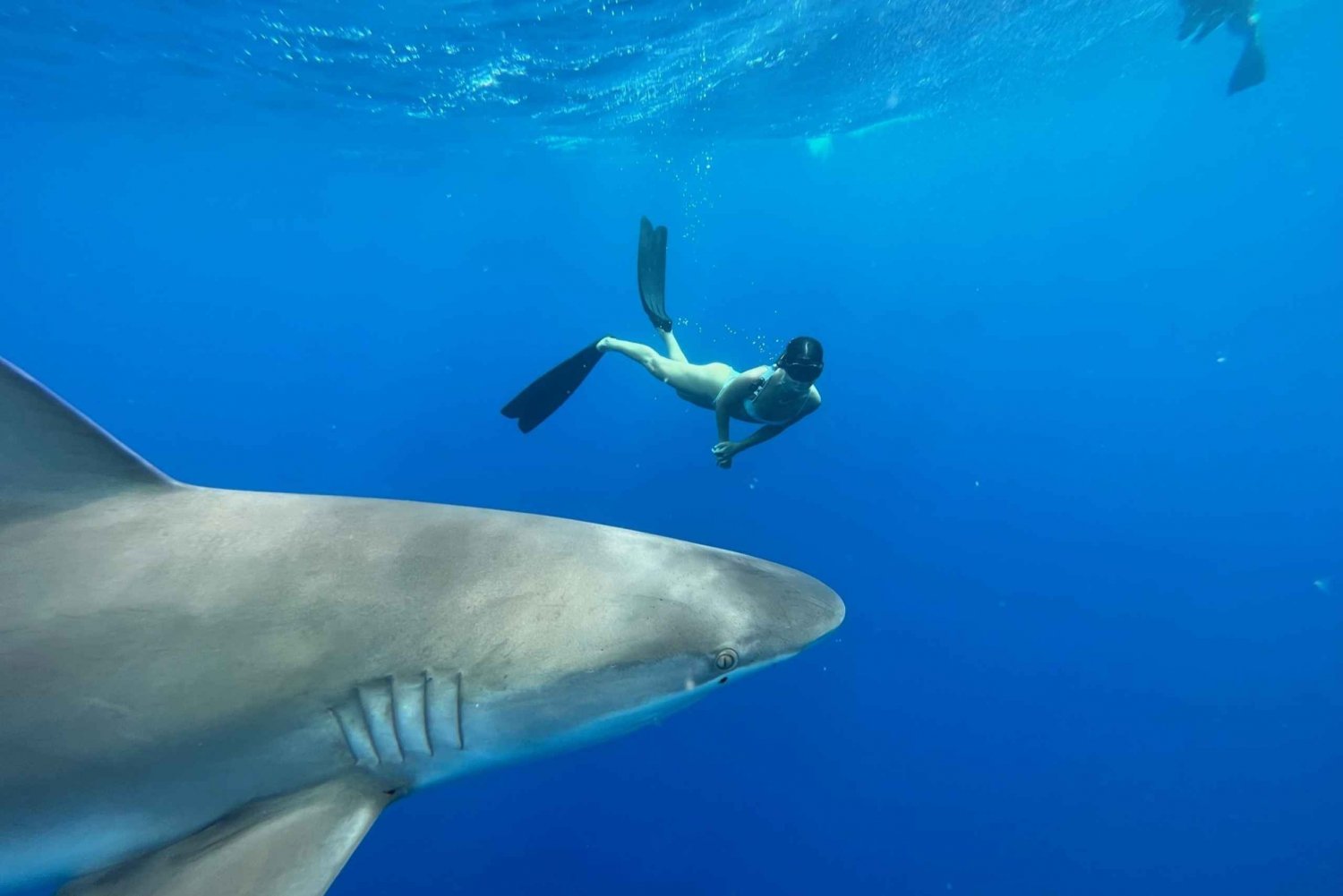 Oahu: North Shore Cageless Shark Snorkeling Tour