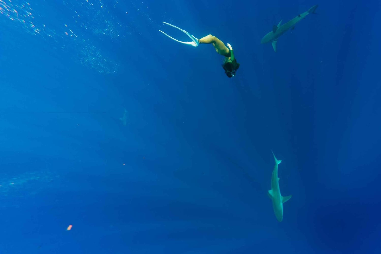 Оаху: тур по подводному плаванию с акулами без клетки на северном берегу