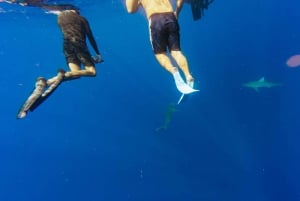 Oahu: North Shore Cageless Shark Snorkeling Tour