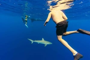 Oahu: North Shore Cageless Shark Snorkeling Tour