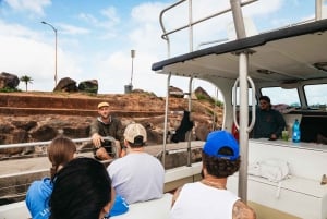 Oahu: North Shore Cageless Shark Snorkeling Tour