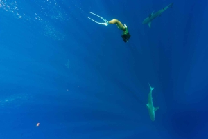 Оаху: тур по подводному плаванию с акулами без клетки на северном берегу