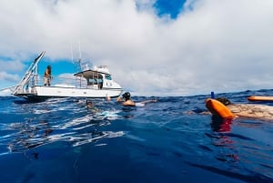 Оаху: тур по подводному плаванию с акулами без клетки на северном берегу