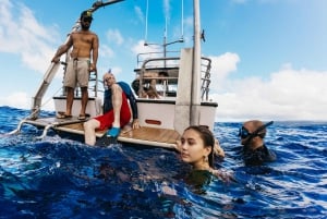 Оаху: тур по подводному плаванию с акулами без клетки на северном берегу