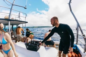 Оаху: тур по подводному плаванию с акулами без клетки на северном берегу