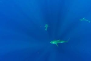 Оаху: тур по подводному плаванию с акулами без клетки на северном берегу