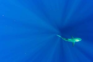 Оаху: тур по подводному плаванию с акулами без клетки на северном берегу