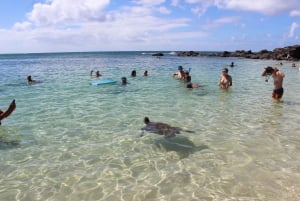 Circle Island: Oahun paratiisi: Ui kilpikonnien kanssa ja tutki Oahun paratiisia