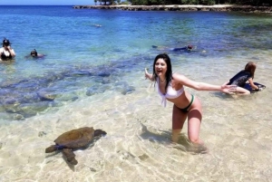 Circle Island: Simma med sköldpaddor och utforska paradiset Oahu