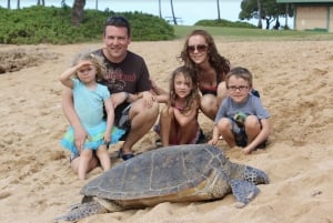 Circle Island: Nade com tartarugas e explore o paraíso de Oahu