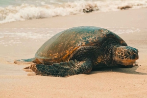 Oahu: North Shore Circle Island Tour in kleine groep