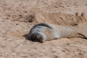 Oahu: North Shore Circle Island Tour in kleine groep