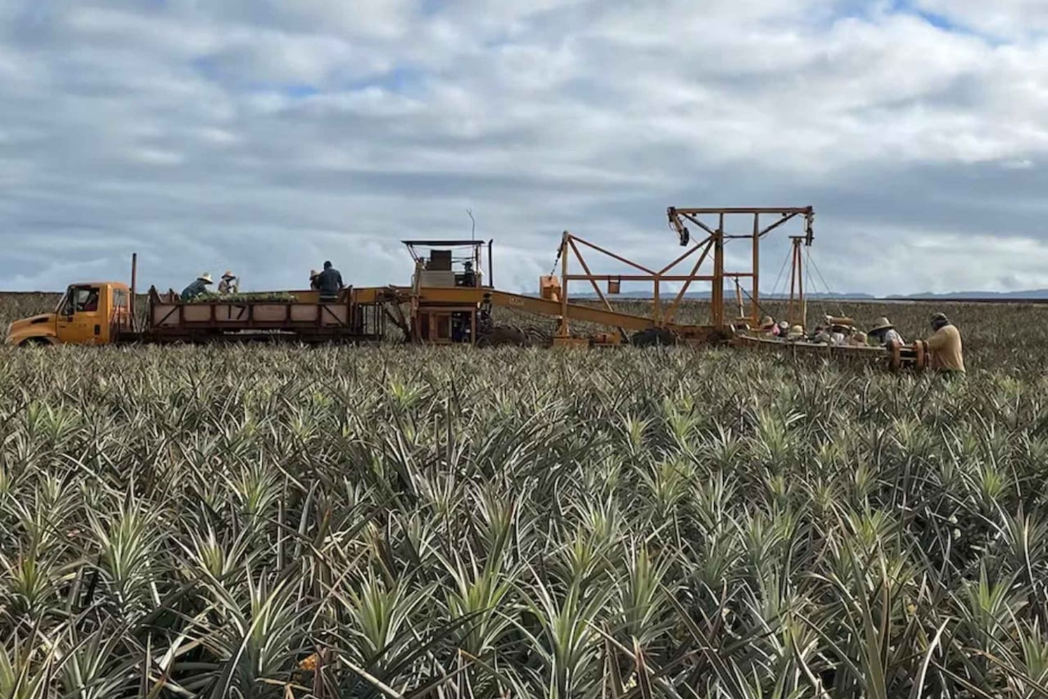 オアフ島：ノース ショア ドール パイナップル ファーム ツアー
