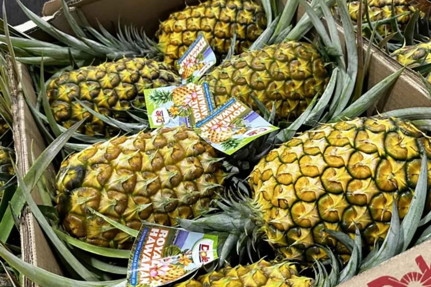 オアフ島：ノース ショア ドール パイナップル ファーム ツアー