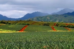 Oahu: Dole Pineapple Farm Tour: North Shore Dole Pineapple Farm Tour