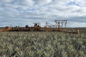 Oahu : Visite de la ferme d'ananas de Dole sur la côte nord