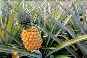 Oahu: Rundvisning på North Shore Dole Pineapple Farm
