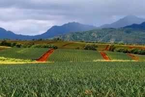 オアフ島：ノース ショア ドール パイナップル ファーム ツアー
