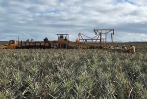 オアフ島：ノース ショア ドール パイナップル ファーム ツアー