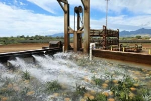 オアフ島：ノース ショア ドール パイナップル ファーム ツアー