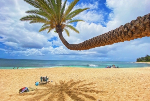 Oahu: North Shore Experience and Dole Plantation