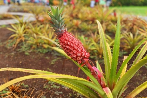 Oahu: North Shore Experience and Dole Plantation