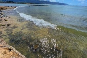 Oahu: North Shore Experience och Dole Plantation