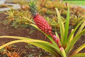 Oahu: experiencia en la costa norte y plantación Dole