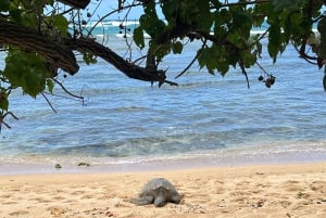 Oahu: experiencia en la costa norte y plantación Dole